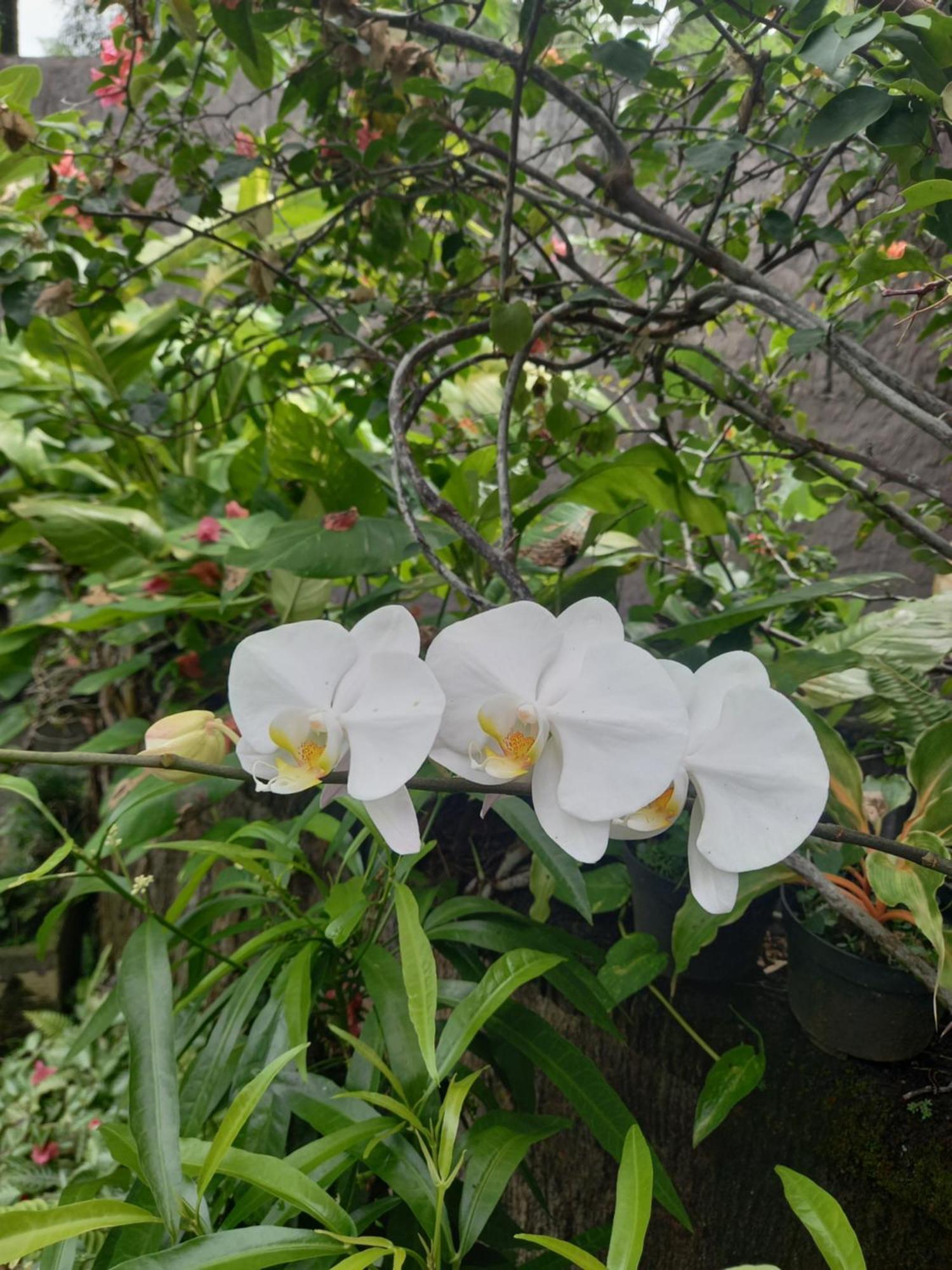 Hidden Point Villa Ubud Rum bild